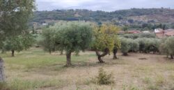 Rare Organic Wine & Olive Estate Offered for Sale in Calabria