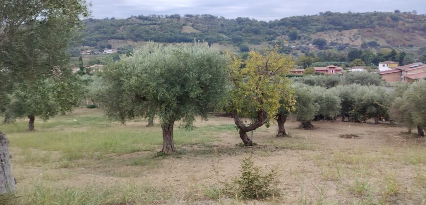 Rare Organic Wine & Olive Estate Offered for Sale in Calabria