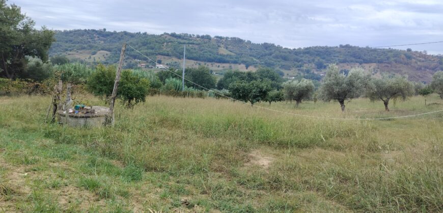 Rare Organic Wine & Olive Estate Offered for Sale in Calabria
