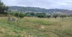 Rare Organic Wine & Olive Estate Offered for Sale in Calabria