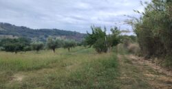 Rare Organic Wine & Olive Estate Offered for Sale in Calabria