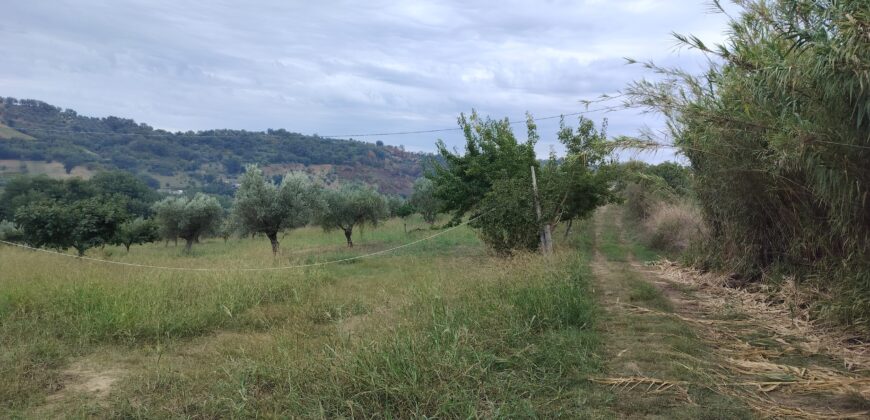 Rare Organic Wine & Olive Estate Offered for Sale in Calabria