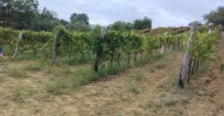 Rare Organic Wine & Olive Estate Offered for Sale in Calabria