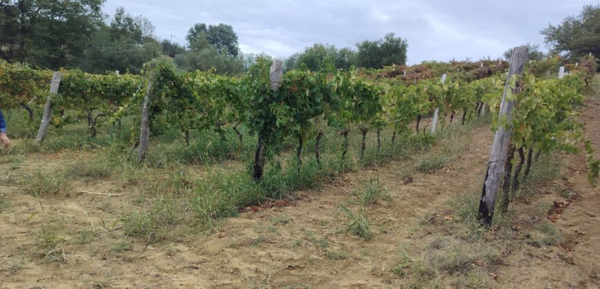 Rare Organic Wine & Olive Estate Offered for Sale in Calabria