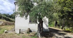 Rare Organic Wine & Olive Estate Offered for Sale in Calabria