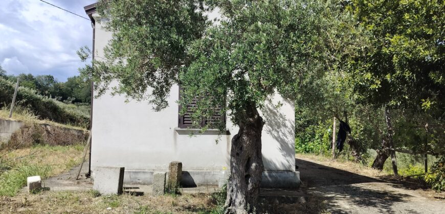 Rare Organic Wine & Olive Estate Offered for Sale in Calabria
