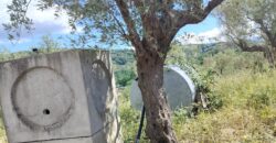 Rare Organic Wine & Olive Estate Offered for Sale in Calabria