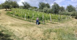 Rare Organic Wine & Olive Estate Offered for Sale in Calabria