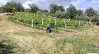 Rare Organic Wine & Olive Estate Offered for Sale in Calabria