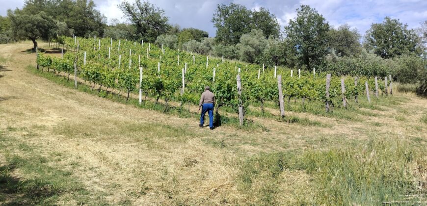 Rare Organic Wine & Olive Estate Offered for Sale in Calabria