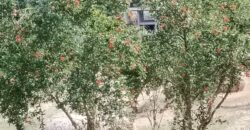 Rare Organic Wine & Olive Estate Offered for Sale in Calabria
