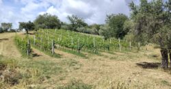 Rare Organic Wine & Olive Estate Offered for Sale in Calabria