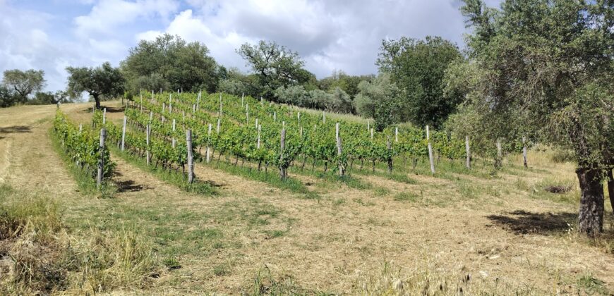 Rare Organic Wine & Olive Estate Offered for Sale in Calabria