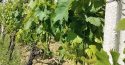 Rare Organic Wine & Olive Estate Offered for Sale in Calabria