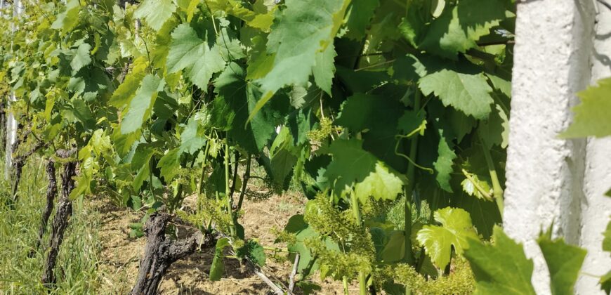 Rare Organic Wine & Olive Estate Offered for Sale in Calabria
