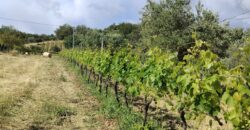 Rare Organic Wine & Olive Estate Offered for Sale in Calabria
