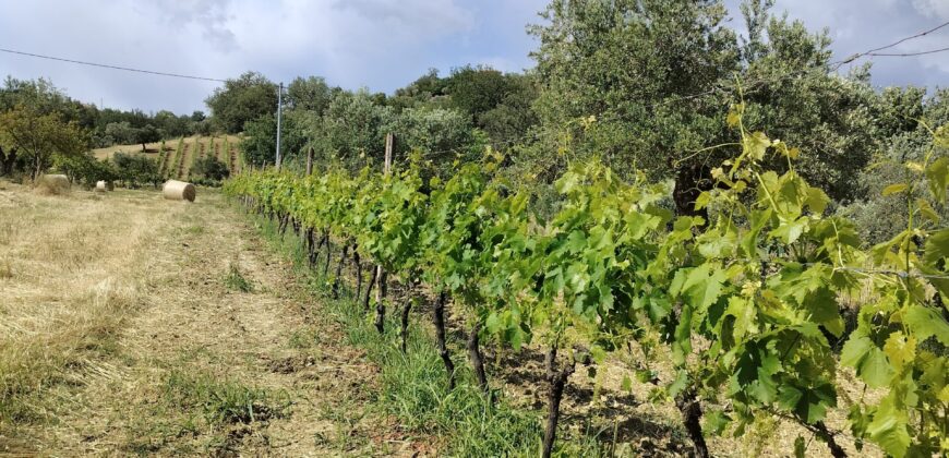 Rare Organic Wine & Olive Estate Offered for Sale in Calabria