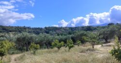 Rare Organic Wine & Olive Estate Offered for Sale in Calabria