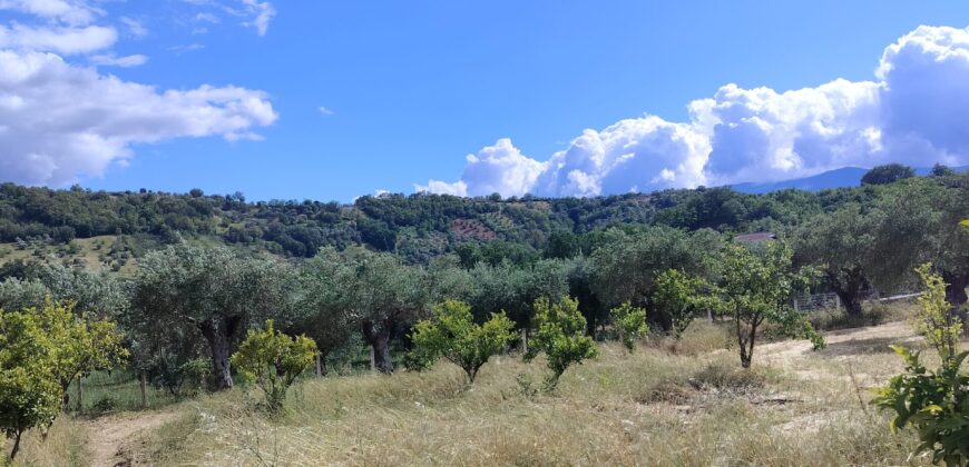 Rare Organic Wine & Olive Estate Offered for Sale in Calabria