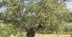 Rare Organic Wine & Olive Estate Offered for Sale in Calabria