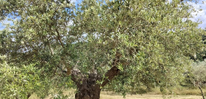 Rare Organic Wine & Olive Estate Offered for Sale in Calabria