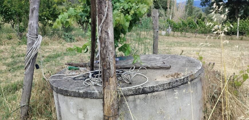 Rare Organic Wine & Olive Estate Offered for Sale in Calabria